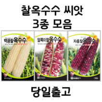 찰옥수수 씨앗 150립 3종 모음 얼룩이찰 옥수수씨앗 찰옥수수씨, 3세트