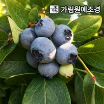 블루베리나무 블루베리 묘목 유실수 가림원예조경, 한나초이스: 7치화분 결실주