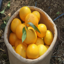 정직마켓 제주 산지직송 황금향 가정용 추석 명절 선물용 2kg 3kg 5kg, 가정용 2kg(7-15과)