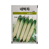 네박자 오이 씨앗 100립