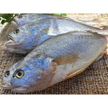 황금물고기 반건조 부세조기 반찬용 제수용, 제수용 특대조기3미