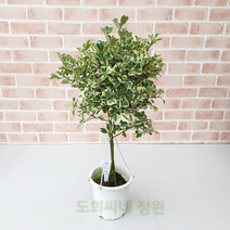 도희씨네 정원>> 쏘 스윗!! 쏘 큐트!! 토피어리 스윗하트 고무나무 230″ class=”wr-img”></a></div></p></div></p></div></p></div><div class=
