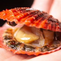 통영 제철 활 비단가리비 1kg