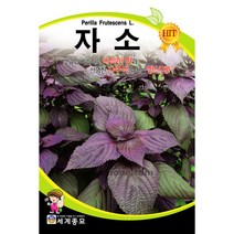 자소 씨앗 깻잎 종자 참기름 쌈채소 채소 들깻잎 2g