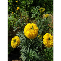 메리골드(만수국) 씨앗1kg 야생화씨앗