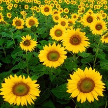 씨앗팜 정원 야생화 꽃씨 종자 해바라기 씨앗판매, 선택해주세요_지금바로구매하세요