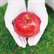 [당도선별] 청산도실 영주 꿀 사과 5kg/10kg, 제수용, 정품 대과 (14~16과) 4kg, 1개