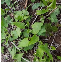 간재미 자연산 포장 돌미역, 자연산 산나물(건참취) 100g (산나물1kg 건조량)