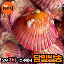제철 홍가리비 통영 가리비 캠핑용 조개구이, 1box, 단풍가리비 1kg