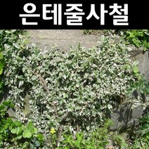 은테줄사철 포트 5개/나무 묘목/지피식물/전국상록노지월동