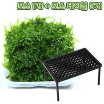 무결점 미니삼각 모스+플라스틱 테이블 3개 세트.미미네아쿠아