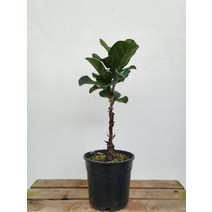 40~60cm 외목대 핫도그떡갈고무나무 109