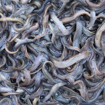 미끼용 미꾸라지 1kg 먹이용 미꾸라지 낚시용 민물고기백화점, 미끼용 미꾸라지 (쏘리) 1kg, 1개