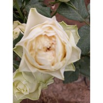 사계장미(사계땅장미 사계넝쿨장미 사계줄장미)/장미/, 땅장미, 흰장미