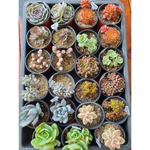 (둥이다육) 이쁜다육이10개묶음 최대할인, 기천금