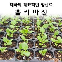 [모종심는아빠] 태국의 대표적인 향신로 홀리바질 허브모종, 모종12포트, 1개