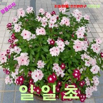 팝플라워 일일초-혼합 씨앗 200립, 1개