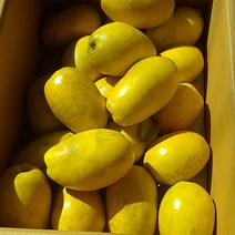 경북 안동 모과 5kg 10kg, 1개, 5kg 11~15과