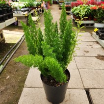 아스파라거스 메이리 중품, 1개