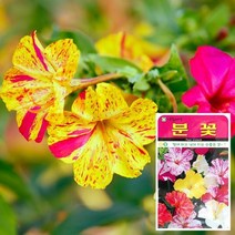 BUyuS분꽃 꽃씨앗 씨앗 나팔꽃씨앗 접시꽃씨앗 (20립)굿딜 브이숍