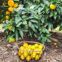 23년 햇 노지감귤 제주직송 올탑농원 4.5kg/9kg (실중량), 1박스, 햇 노지감귤 9kg 중과