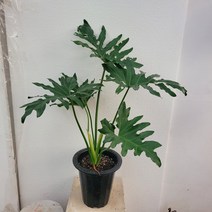 무배특가 플랜테리어 거실화분 호프셀렘 호프셀램 대품 55-80cm 259