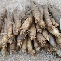 모종 더덕 씨더덕 더덕모종 종근 120뿌리내외 1키로그램 2만원, 횡성산 1kg