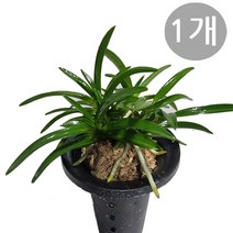 트리앤 1+1+1+1+1 나도풍란(5개) /대엽풍란 / 소엽풍란 / 동양란 / 소엽풍란중품, 06. 소엽풍란(중) 1개, 999