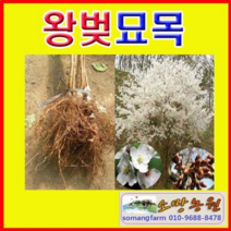 (G소망)왕벚나무묘목 접목1년생 5그루