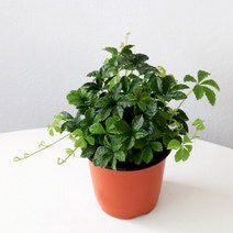 마이플랜트 [마이플랜트]슈가바인 아이비 넝쿨식물 공기정화식물 키우기 쉬운 행잉식물, 선택완료, 슈가바인(소형)