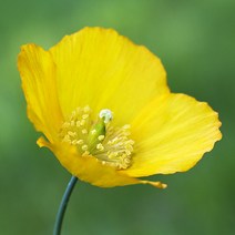 [모야모 꽃씨] 숙근양귀비 Welsh Poppy 2색상 씨앗 선택구매, 노랑 30립, 1개