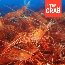 살아있는 활 독도새우 꽃새우, 1개, (냉동) 닭새우 500g (20미 전후)
