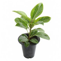 갑조네 뱅갈고무나무 중형 화분 실내공기정화식물 공기정화식물 미세먼지제거 먼지먹는식물