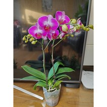 [이연숙TV꽃배달] 호접란 생화 신품종 서양란