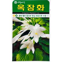 옥잠화 꽃씨앗 20립