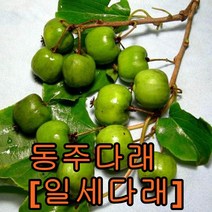 크렌베리묘목 포트묘3그루 유실수 꽃나무 나무 묘목 다래나무 과일나무, 동주다래결실주1주