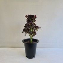 흑법사 실내공기정화식물 반려식물 플랜테리어 온누리꽃농원, 1개