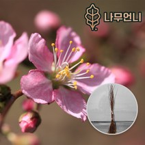 이스라지 산앵두 실생1년생 실생2년생﻿ 나무언니, 실생1년(5개세트)