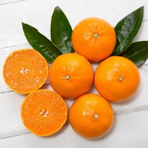 프리미엄 고당도 제주 천혜향 1.5kg 3kg, 07. 선물용 3kg : 특품(6~10과)