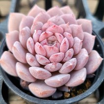 꽃보다 예쁜 다육이 8종 모아보기, 어메이징 그레이스