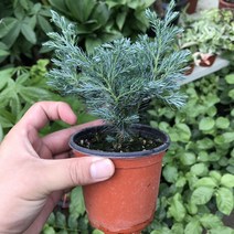 꽃피리 블루버드제주삼나무 공기정화식물