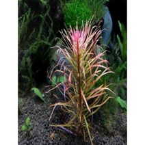 판타날 레드 핀네이트 1촉 (어항 중경 후경수초 붉은색 포인트식물)
