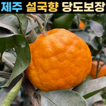 제주 설국향 수라향 신비향 아스미 아스키 고당도 실속형 3kg 5kg 10kg, 설국향 10kg 초특가