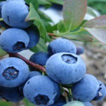 묘목/블루베리 레카/3년생 포트묘/2개 CH275