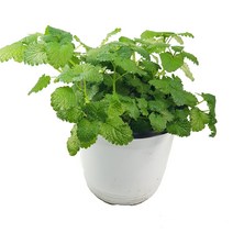 레몬밤 중품 사이즈 허브 식물 공기정화식물, 애플민트(중품)