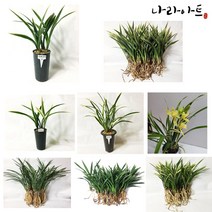 나라아트 동양란모음, 3. 산천보세(4-5촉)