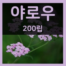 허브씨앗 모음 바질 페퍼민트 라벤더 레몬밤 캣닙 타임 마가렛 카모마일 호로파 회향 히솝 보리지 벨가못 세이보리 마조람 식용허브 꽃 씨 종자 파종 재배 키우기 모음, 28.야로우씨 200립