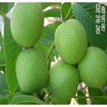 호두나무 실생1년묘 2그루 묘목 나무