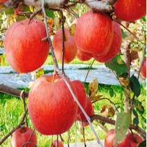 경북 문경 합천 괴산 단양 예천 지리산 청도 거창 영양사과 청송 함양 아오리 의성 사과