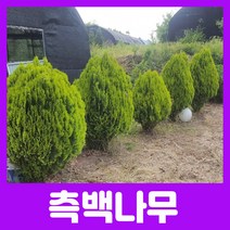 합리적 가격의 우수한 측백나무묘목(황금측백 에메랄드 그린)뿌리묘 분묘, 황측백 40cm이상 분묘